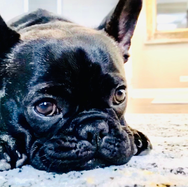 Kobe the French Bulldog