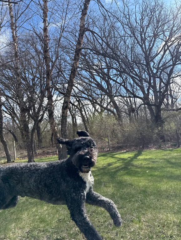 Rocky — the DuPage Pet Waste Solutions mascot